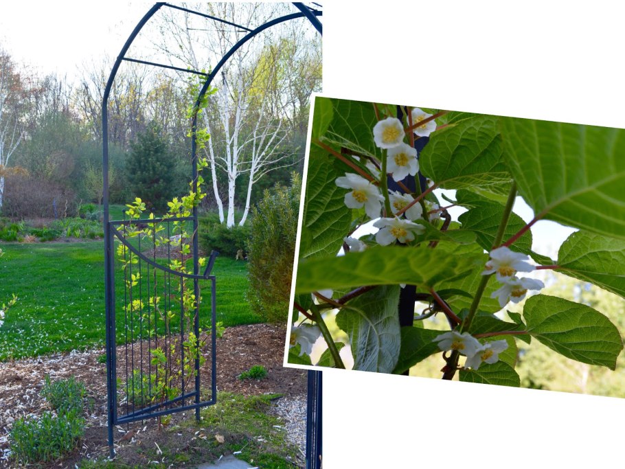 Актинидия на беседке фото