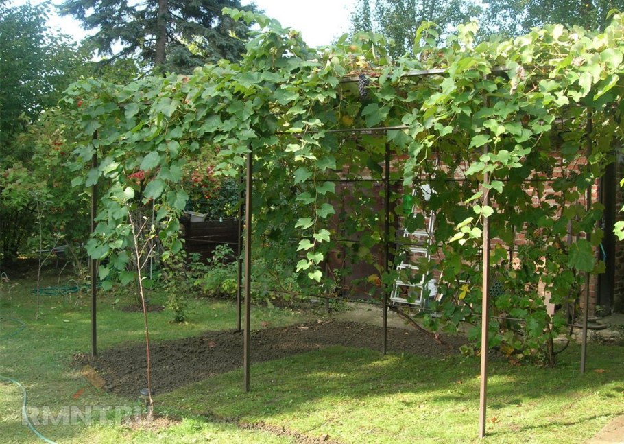 Пергола для актинидии