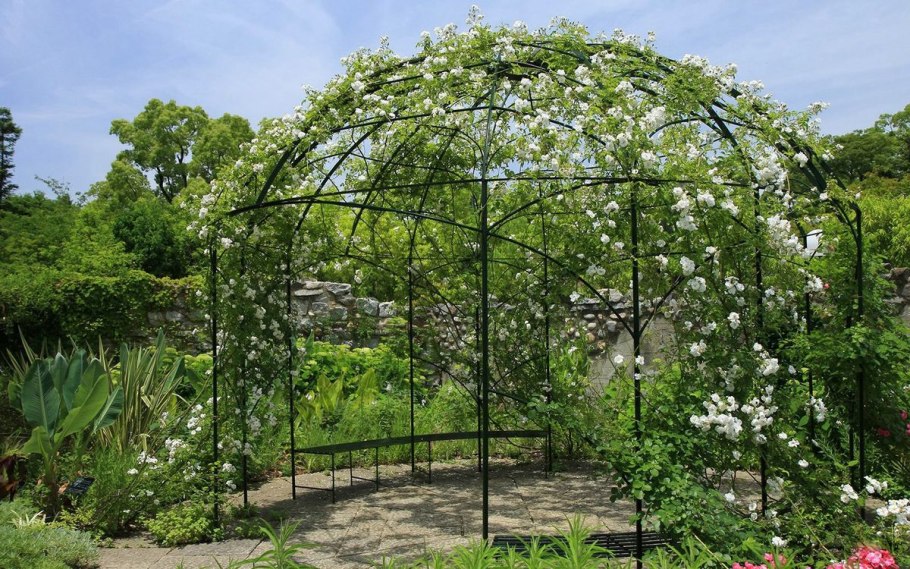 Шпалера для актинидии