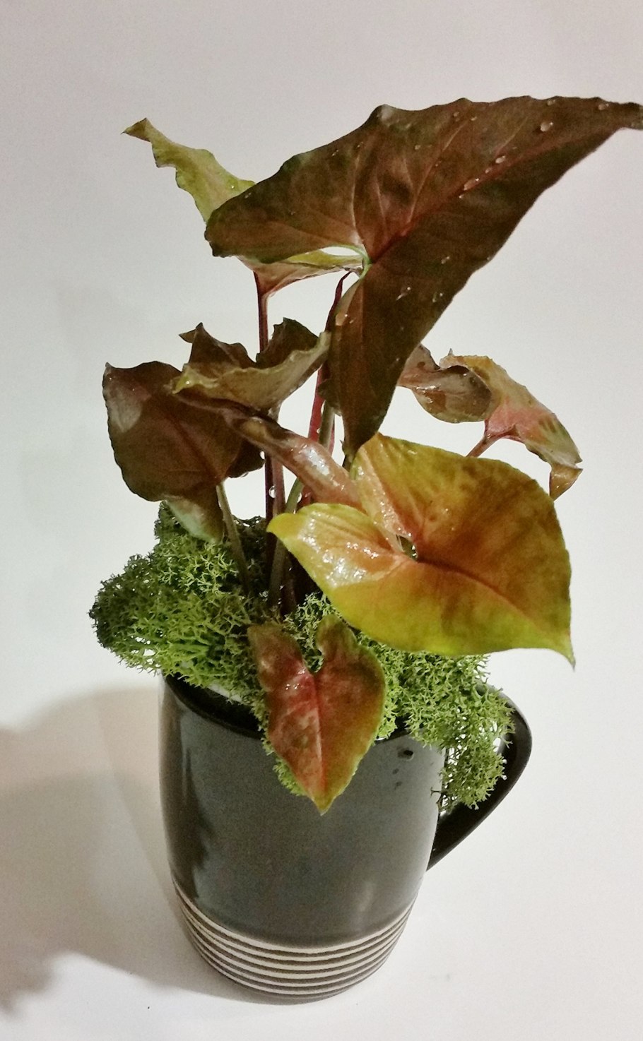 Сингониум Берри