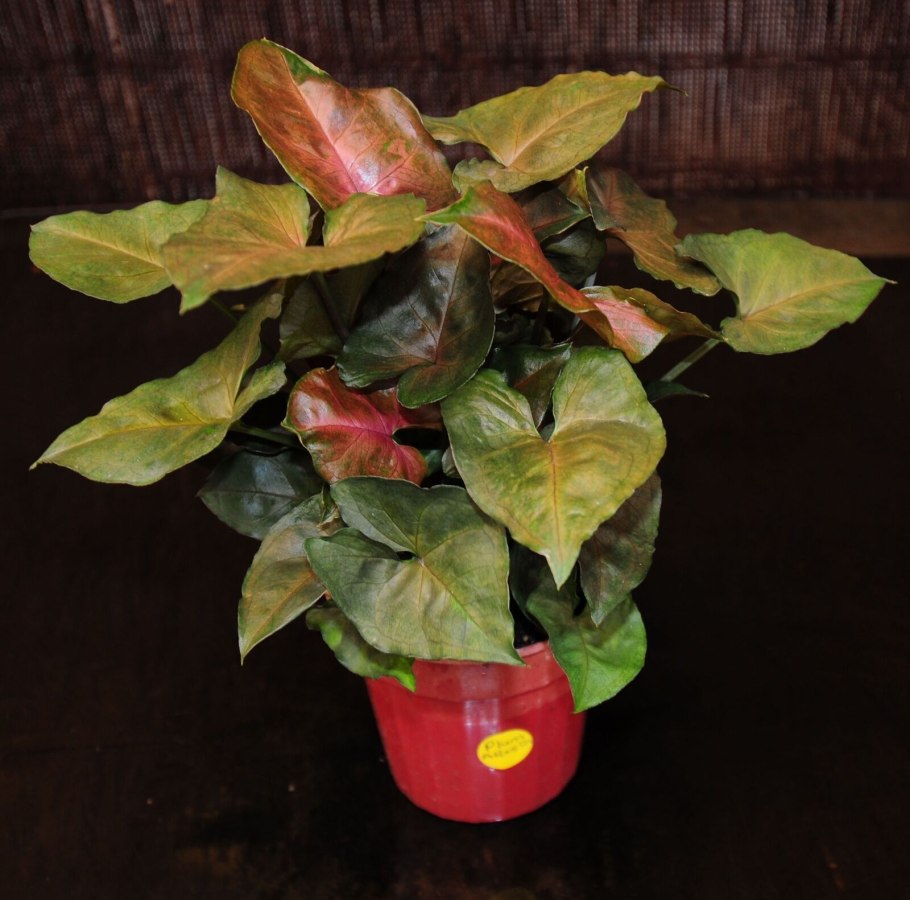 Сингониум неон Робуста