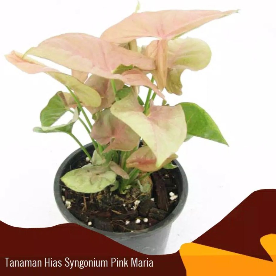 Сингониум остролистный