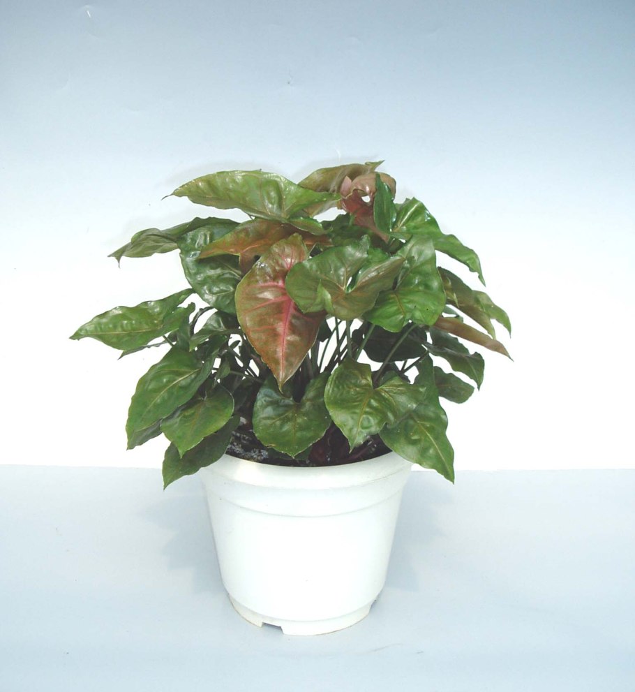 Сингониум Maria allusion