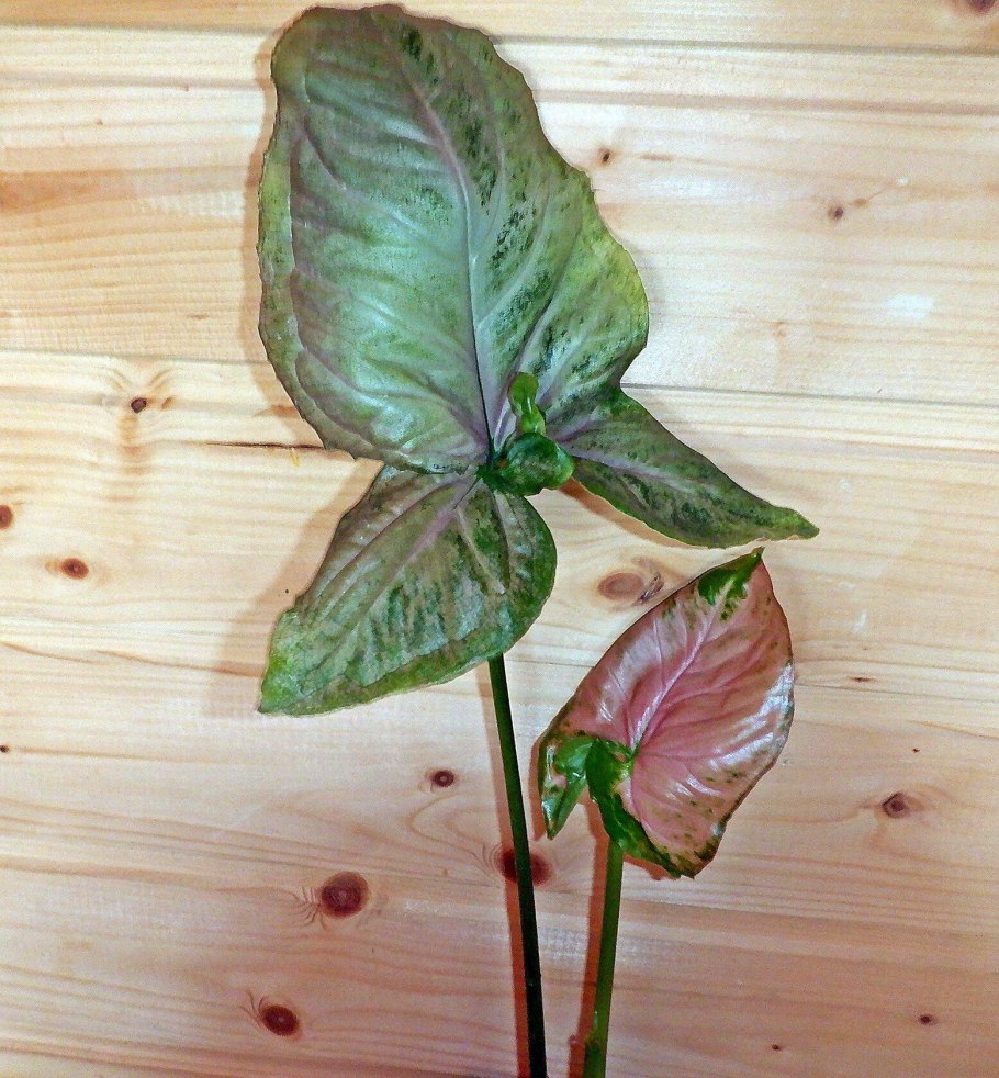 Сингониум Neon robusta