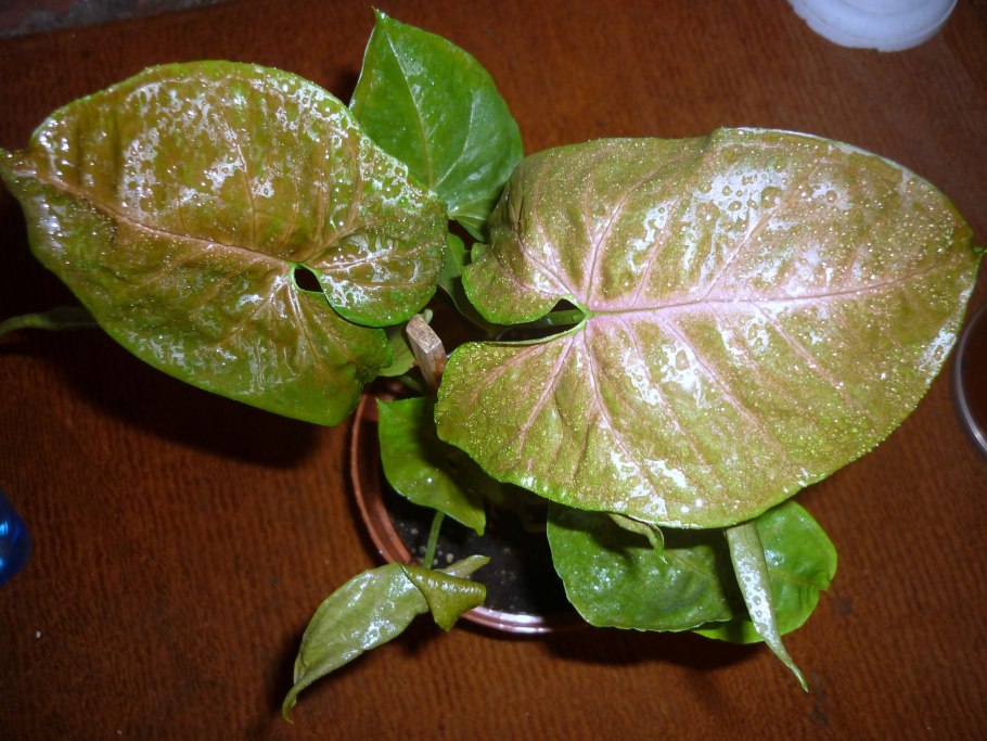 Сингониум розоволистный