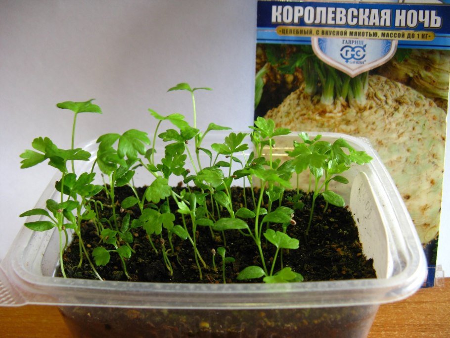 Посев черешкового сельдерея