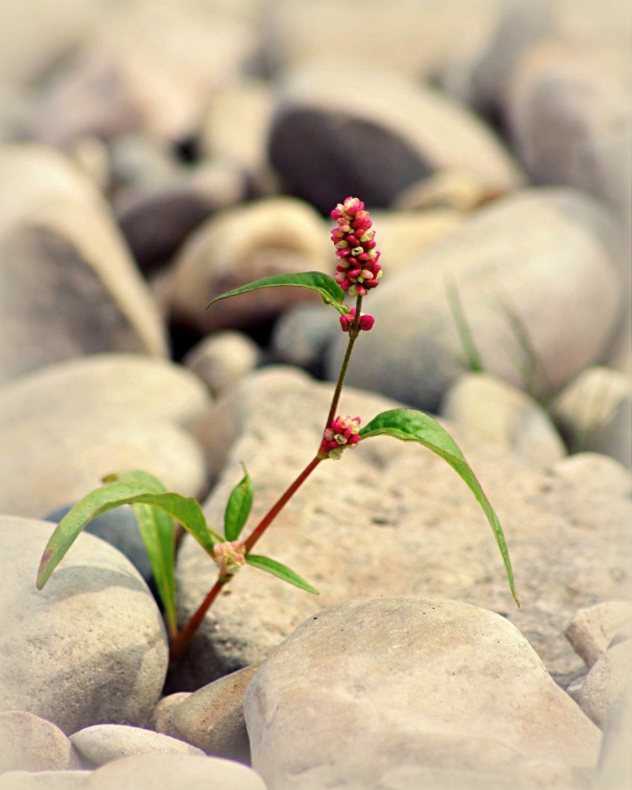 Живые камни литопсы