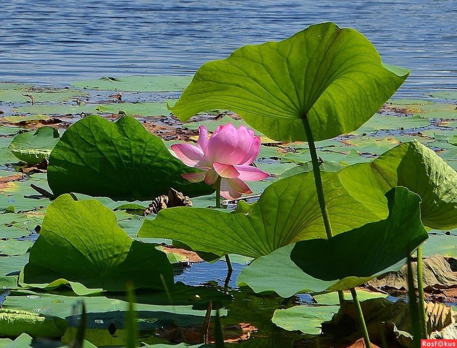 Озеро ханка Лотосы