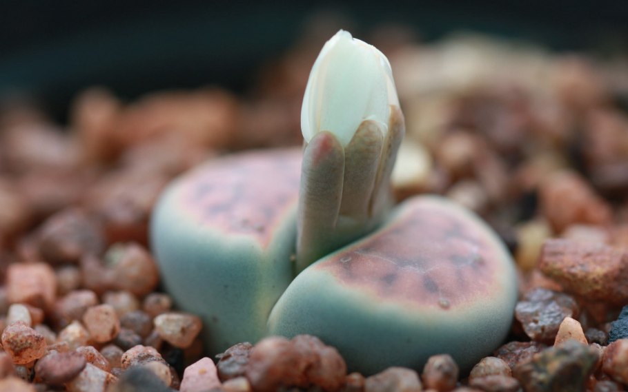 Хамефит камнеломка