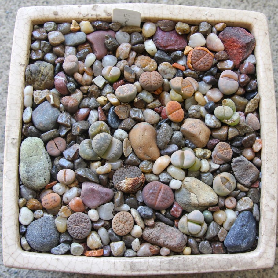 Рыба из камня