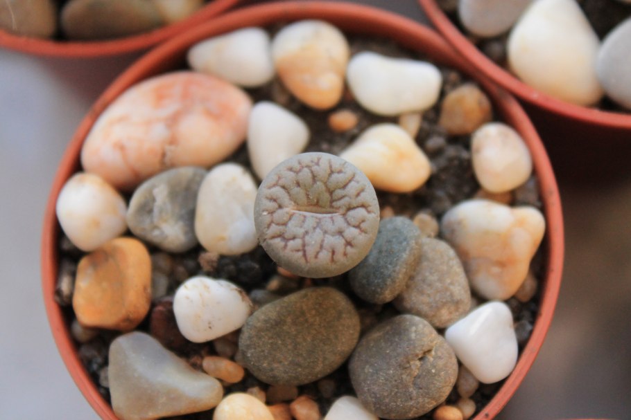 Озеро ханка Приморье