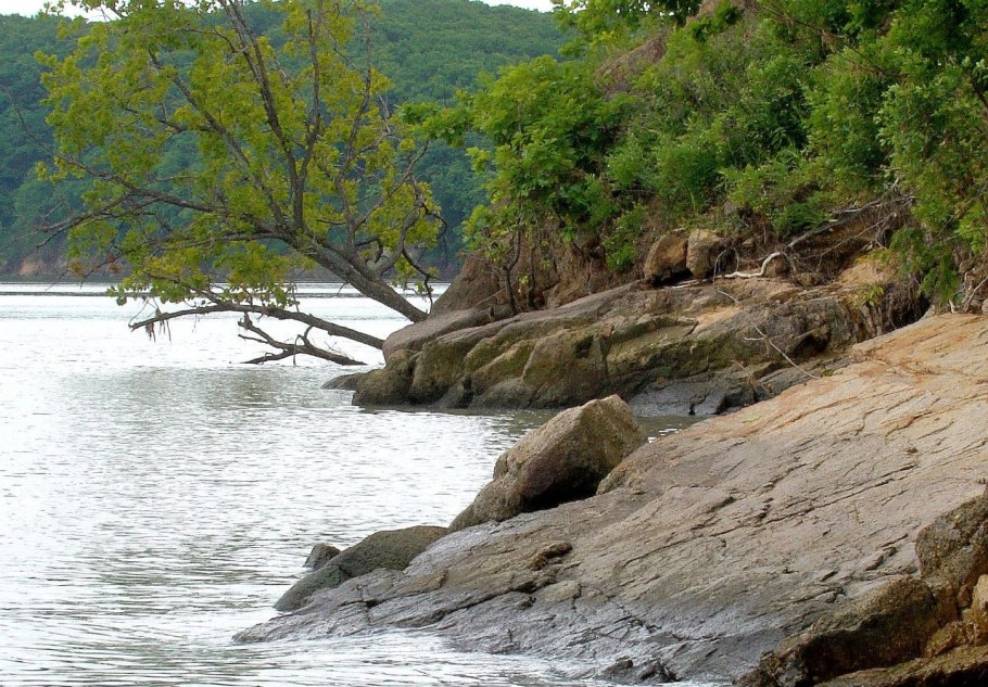 Розеточная клубника купить