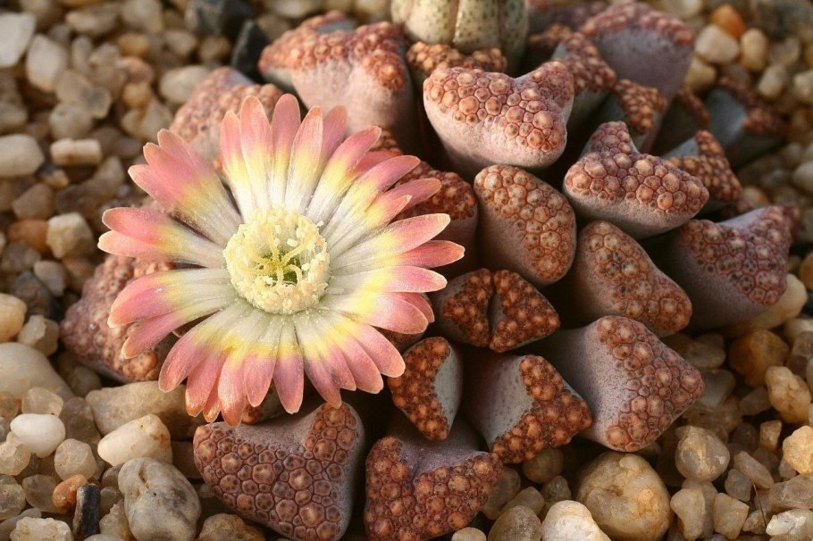 Растения на камнях