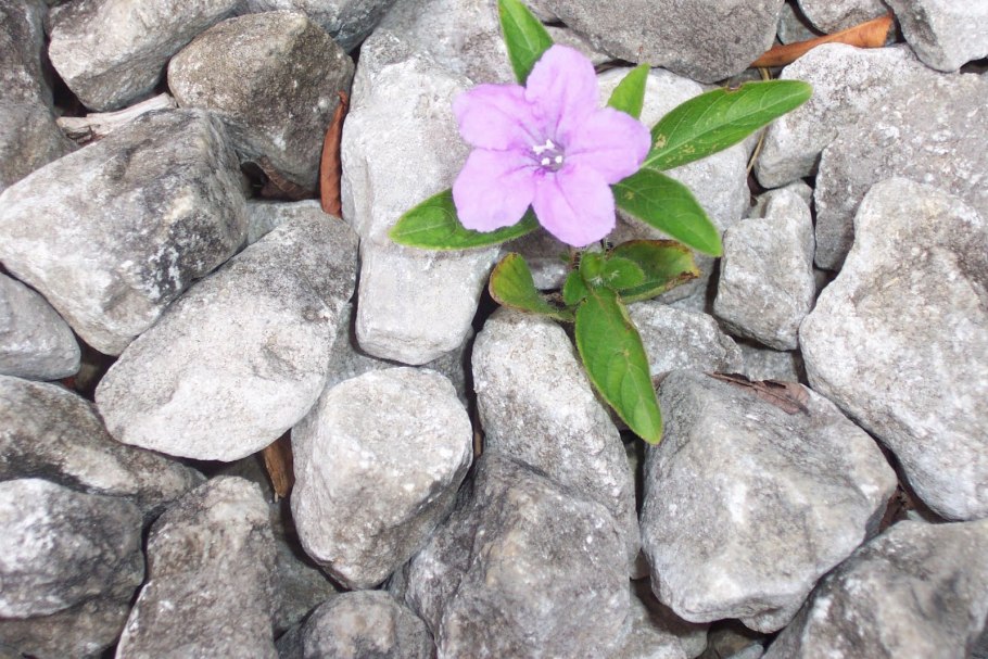 Каменистая почва