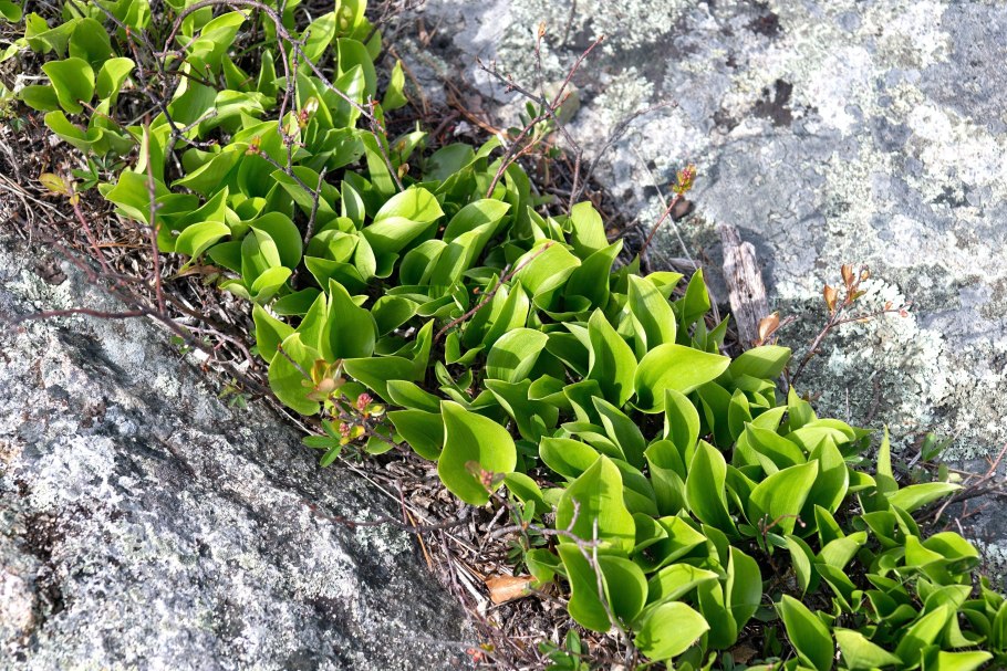 Скальная растительность