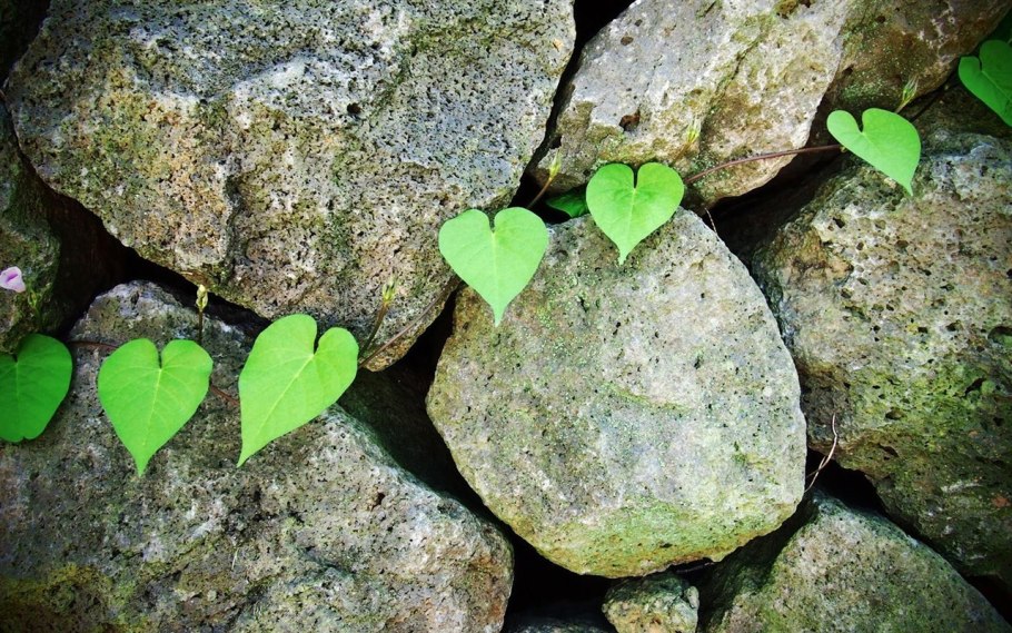 Росток на Камне