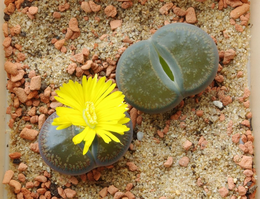 Водоросли на камнях