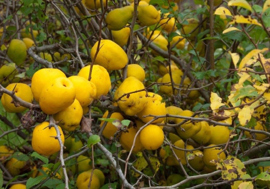 Дикий цитрус понцирус