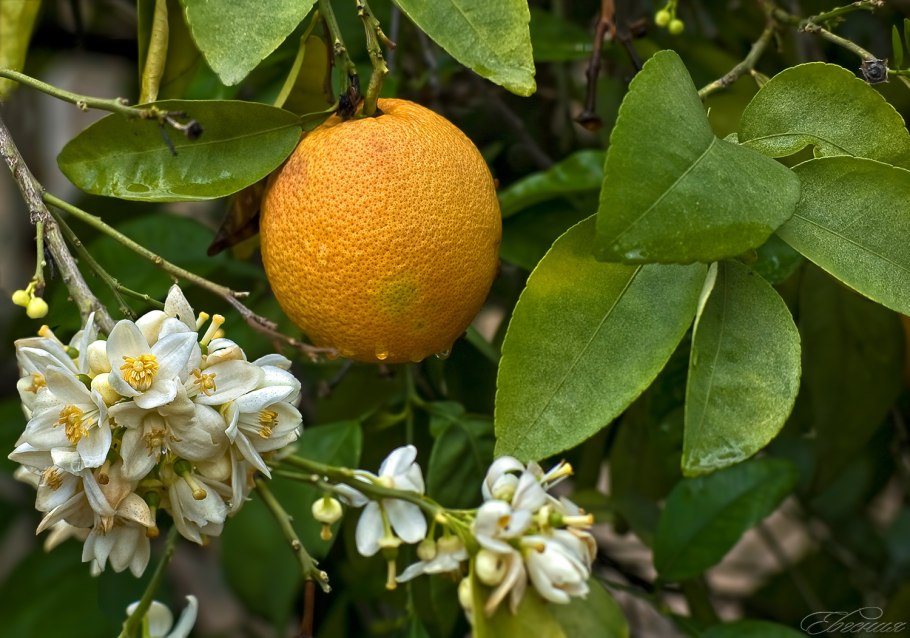 Кустарник лимонник айва
