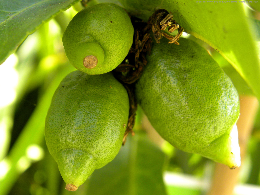 Дерево с желтыми плодами