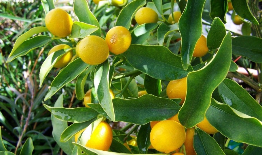 Грубокожистый лимон