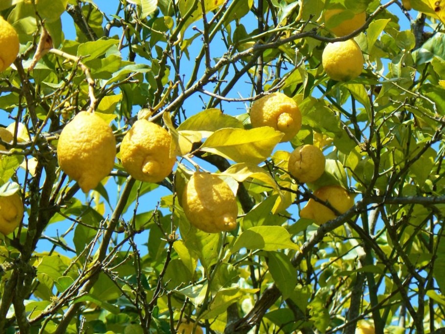 Созревшие лимоны