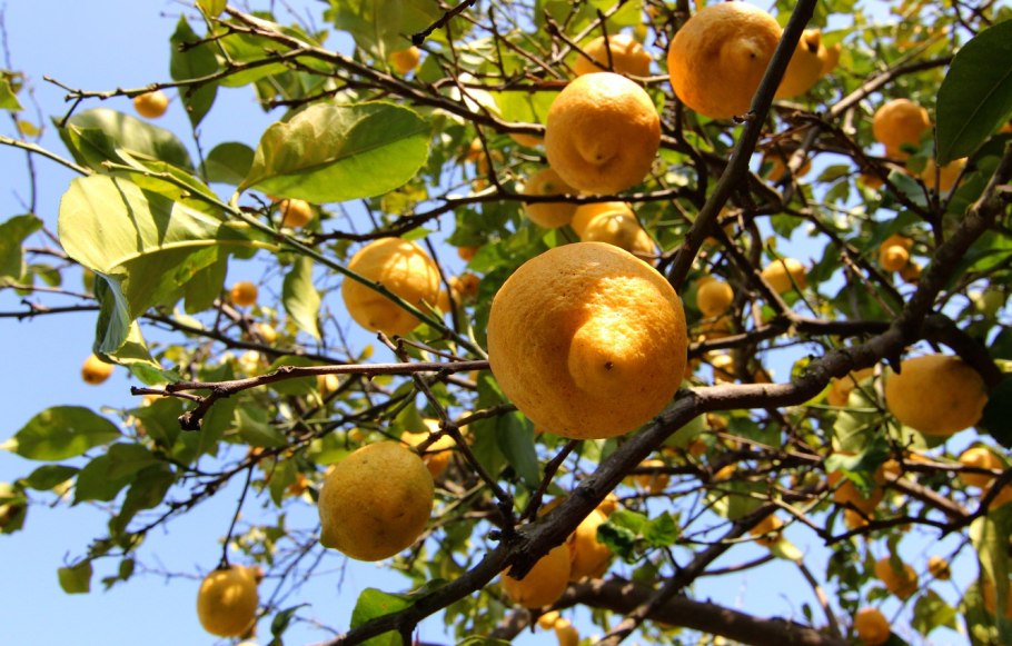 Фрукты на дереве