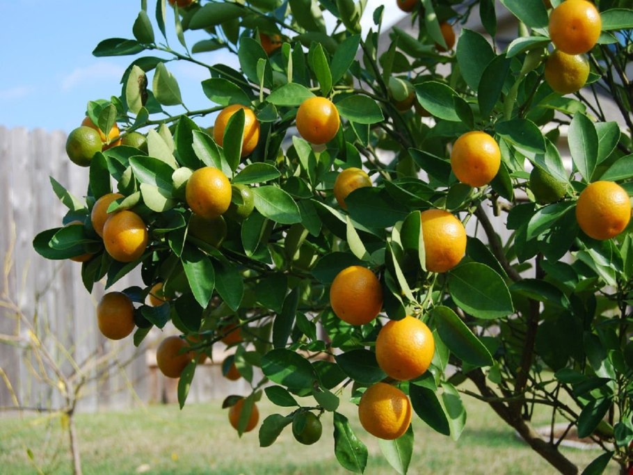 Lemon Citrus Limon Италия