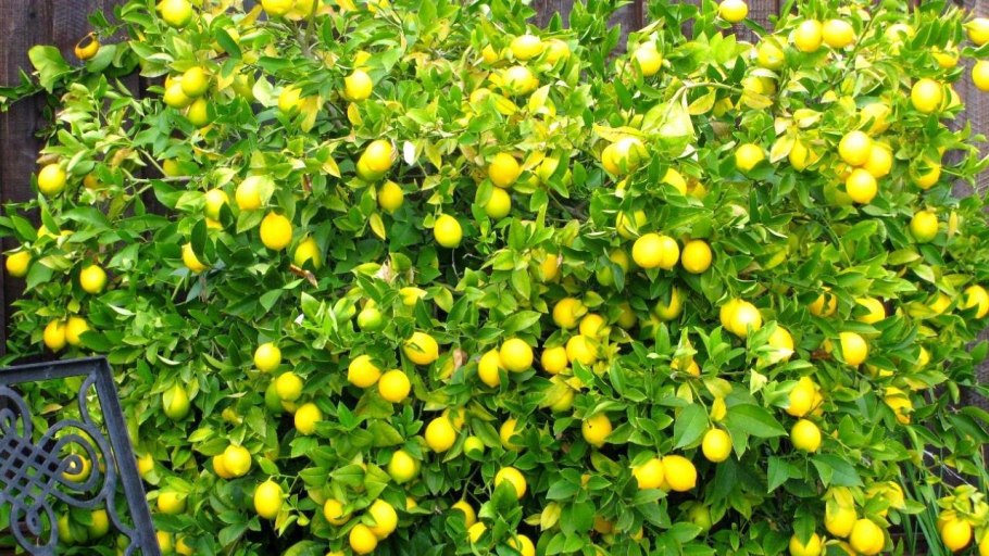 Фруктовые деревья в джунглях