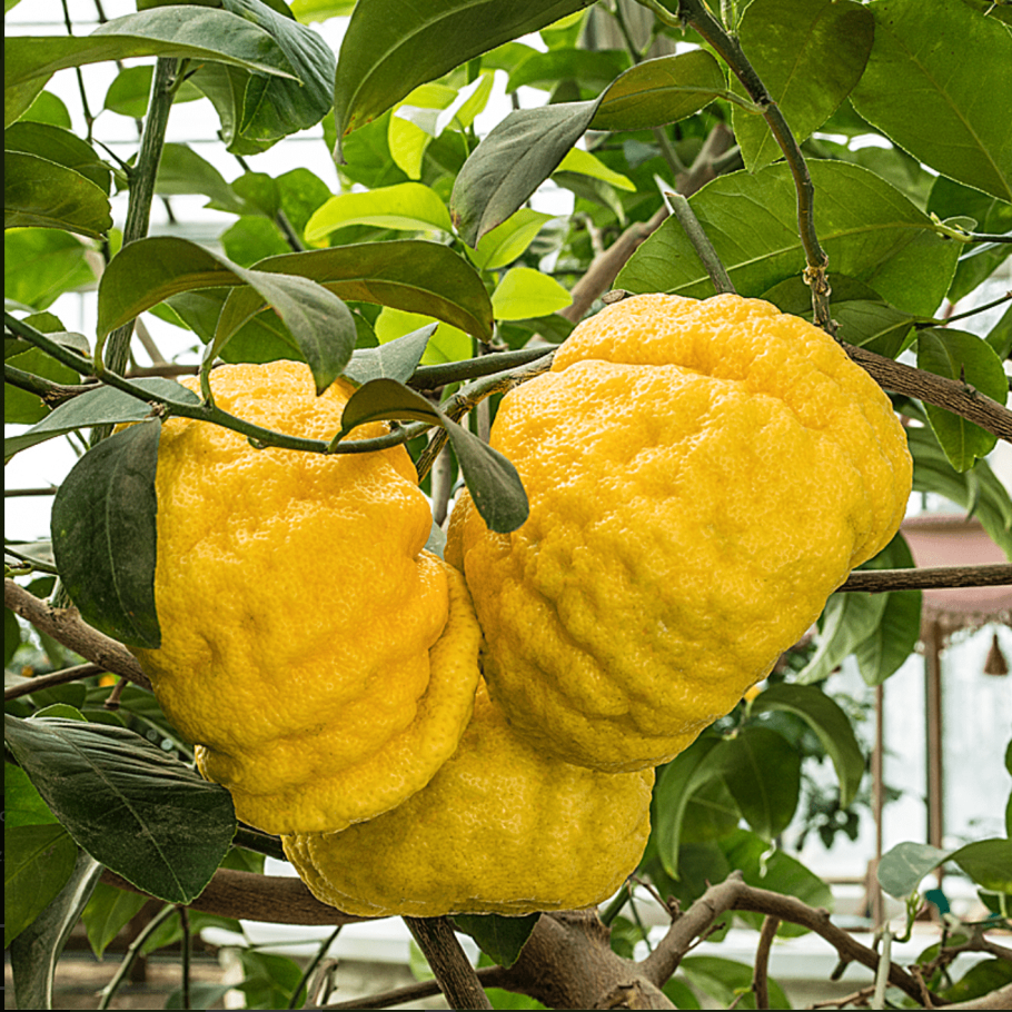 Плоды похожие на Лимончики