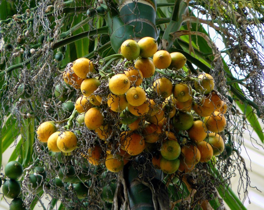 Померанец растение