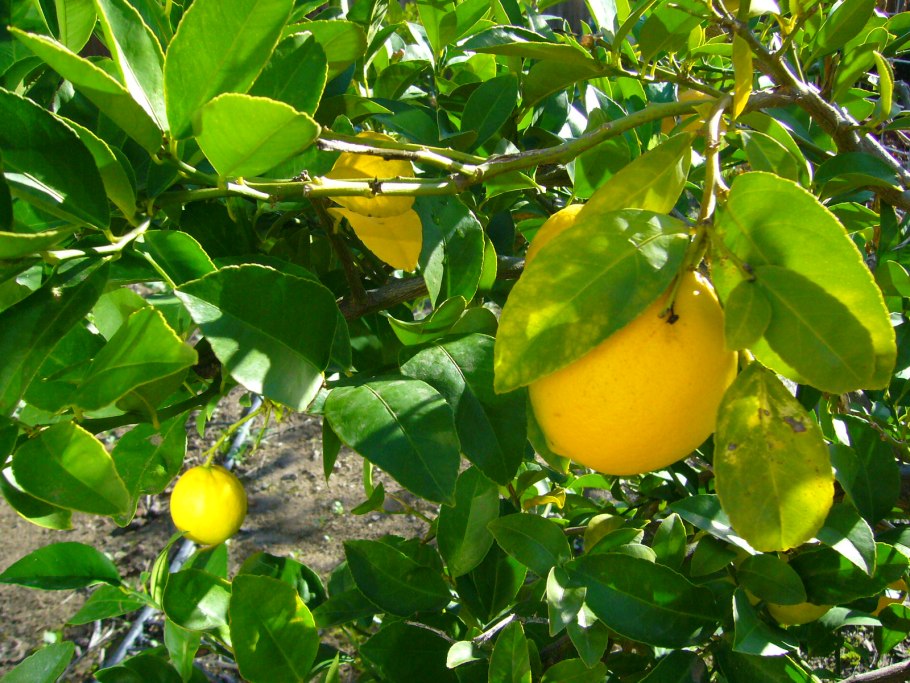 Дерево юдзу