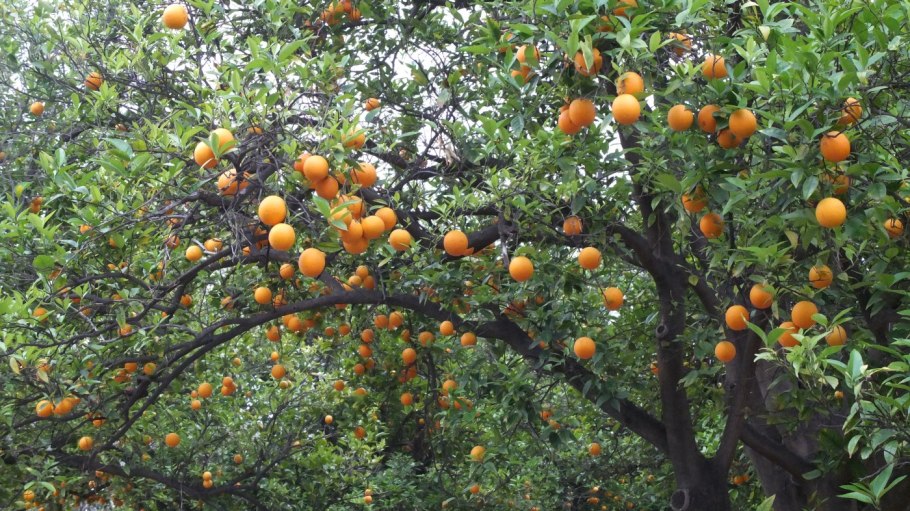 Плантации помело