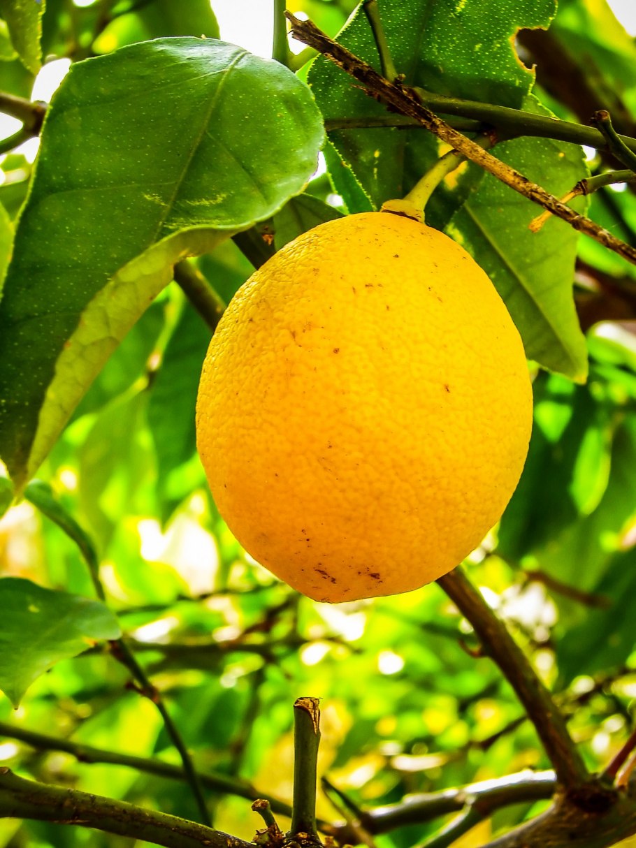 Памелла цитрус