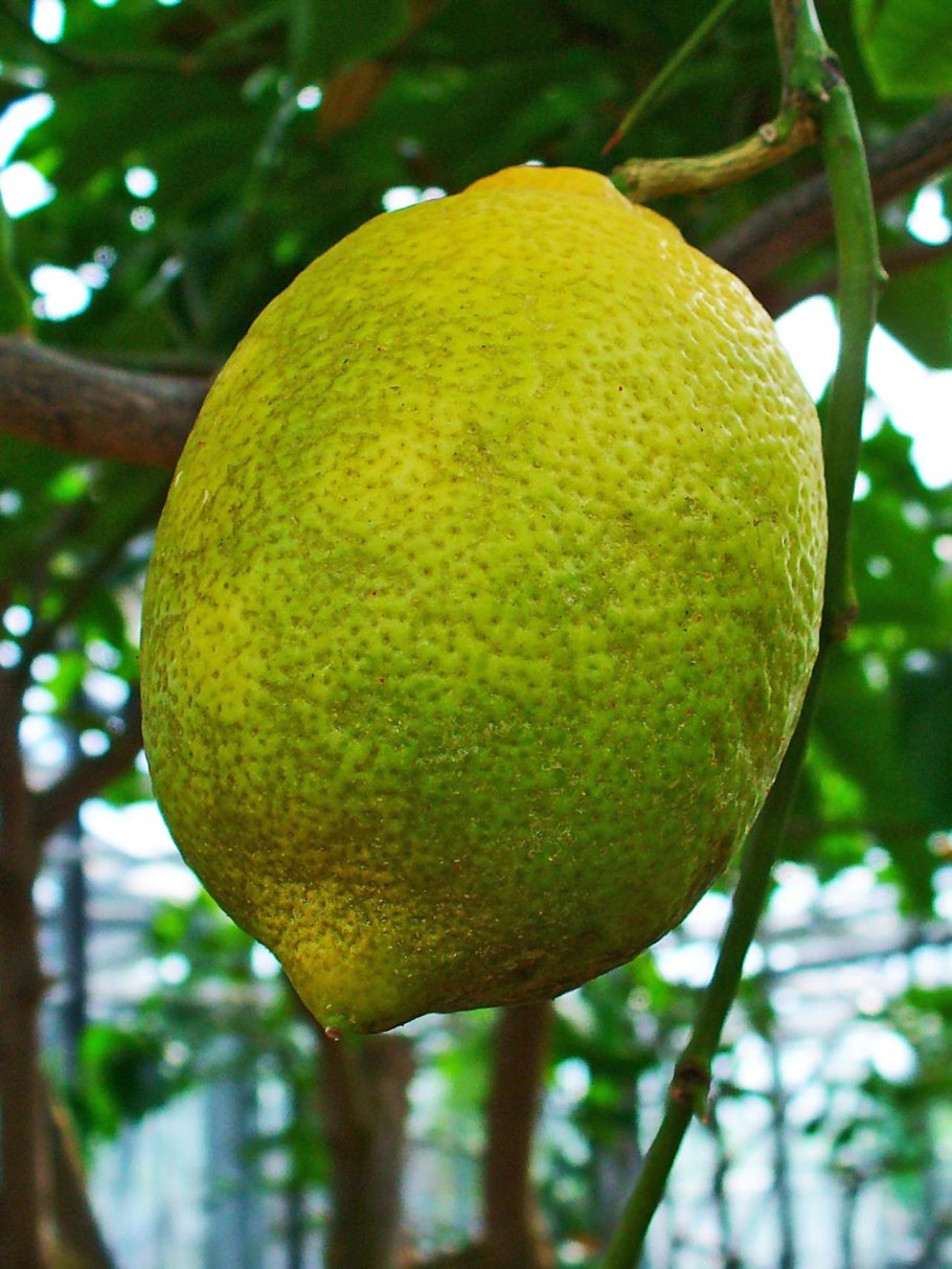 Плодовое дерево Малькута