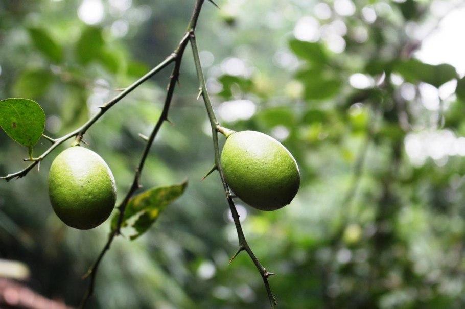 Пекинский Лемон дерево