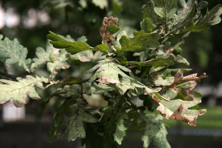 Ветка дуба с желудями