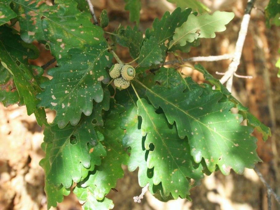 Дуб черешчатый (Quercus Robur)