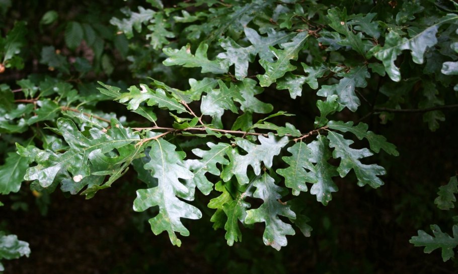 Дуб дерево листья