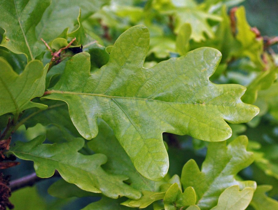 Дуб черешчатый края листа