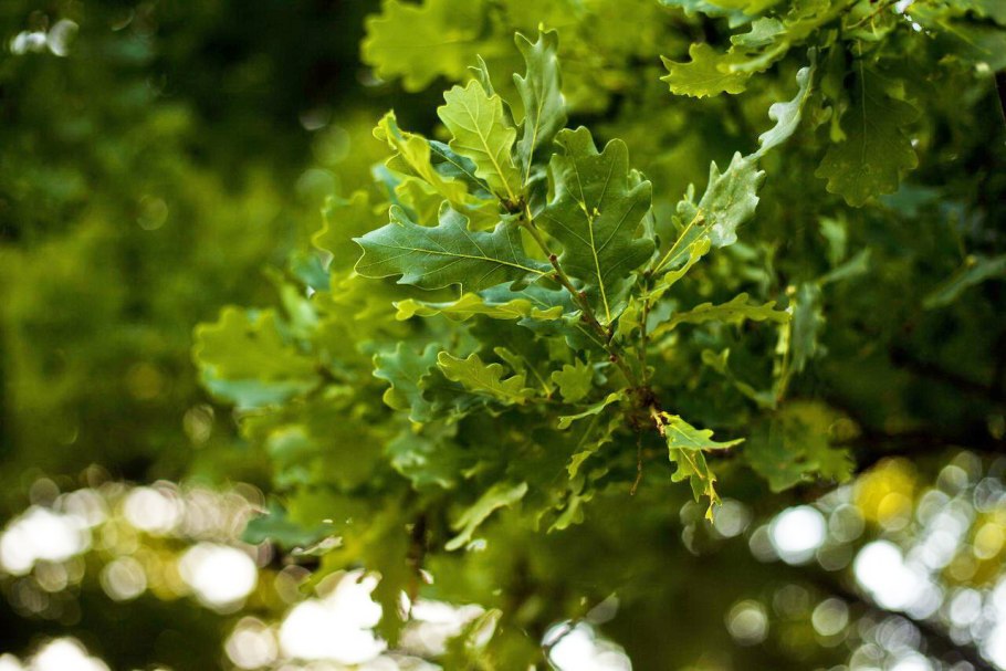 Перуново дерево