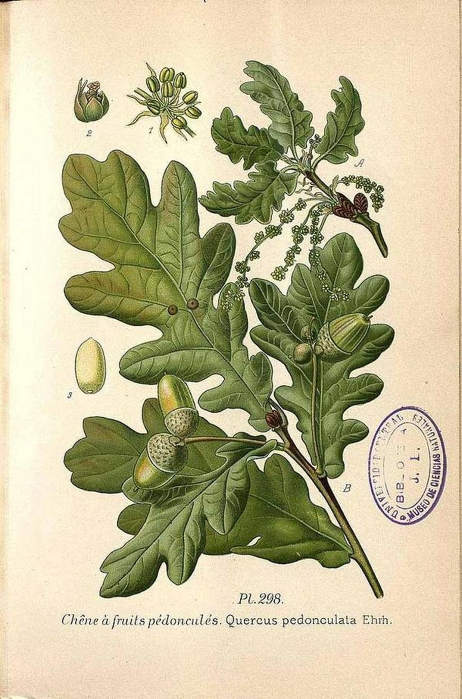 Лист дуба крупным планом