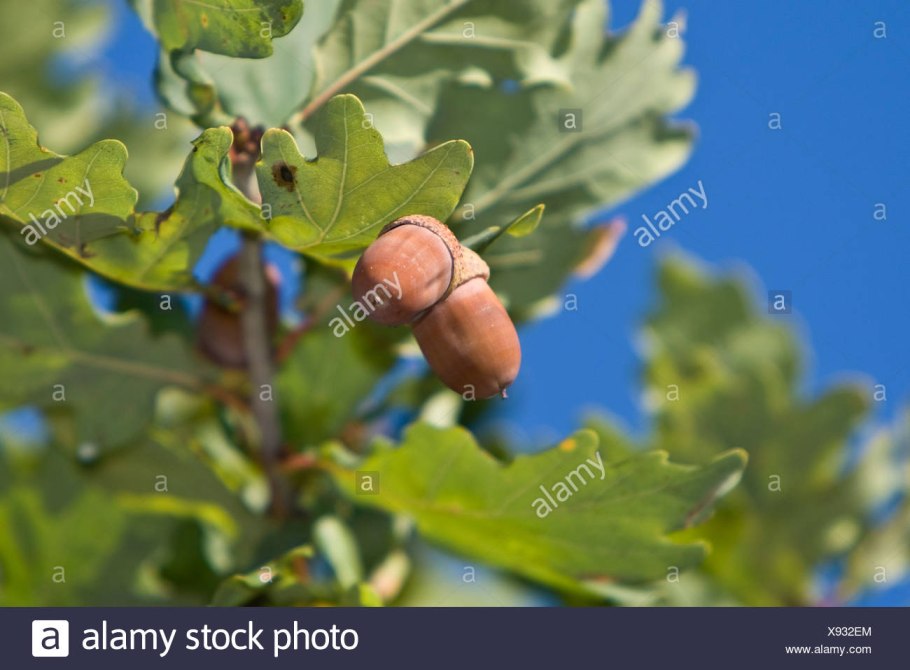 Жёлуди дуба