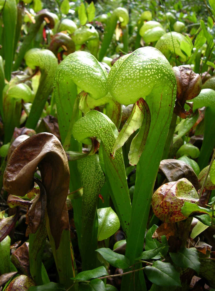 Саррацения цветение