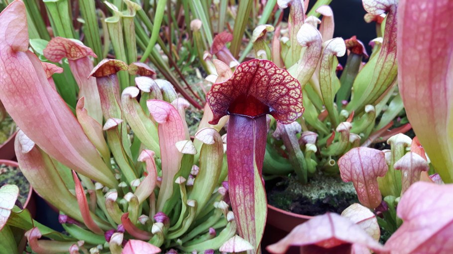 Саррацения Клементина