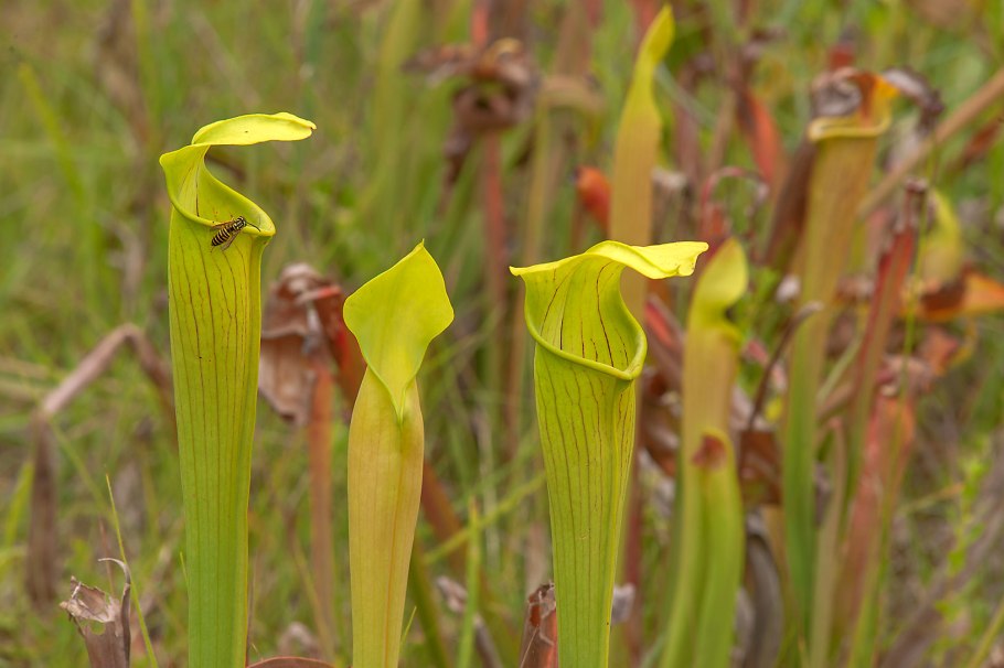 Дарлингтония Калифорнийская