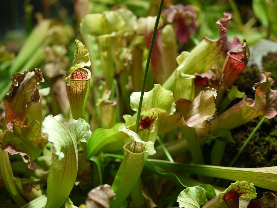 Sarracenia leucophylla