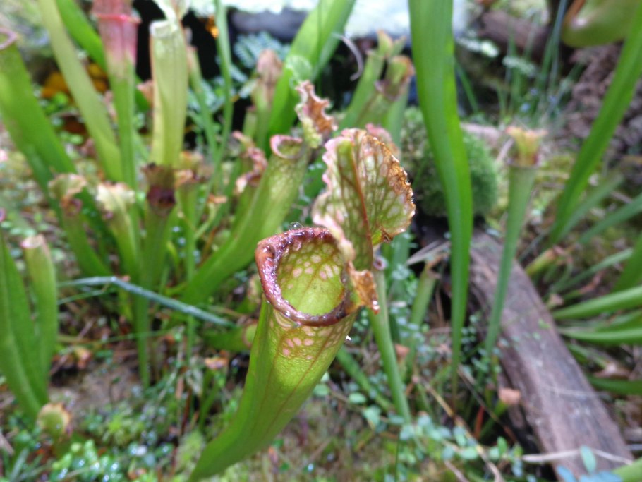 Саррацения (Sarracenia)