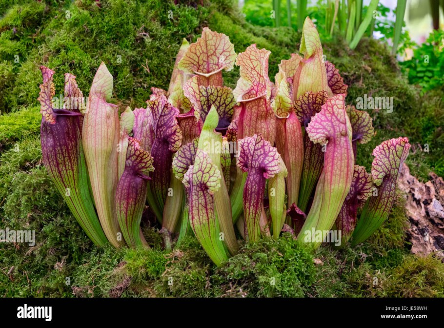 Саррацения непентес