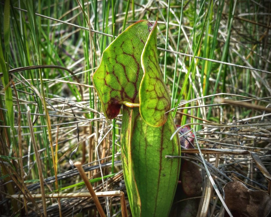 Sarracenia purpurea гомеопатия